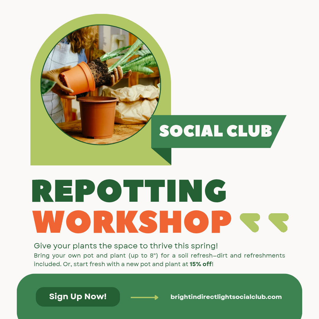 Social Club: Repotting Workshop