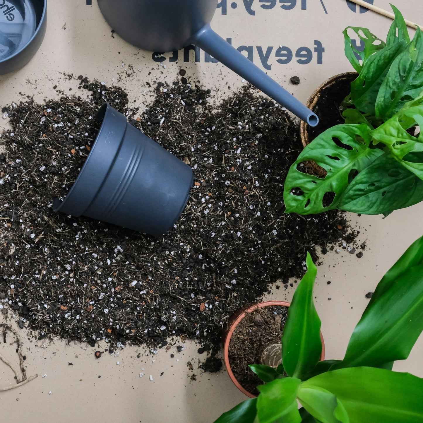 Repotting Service