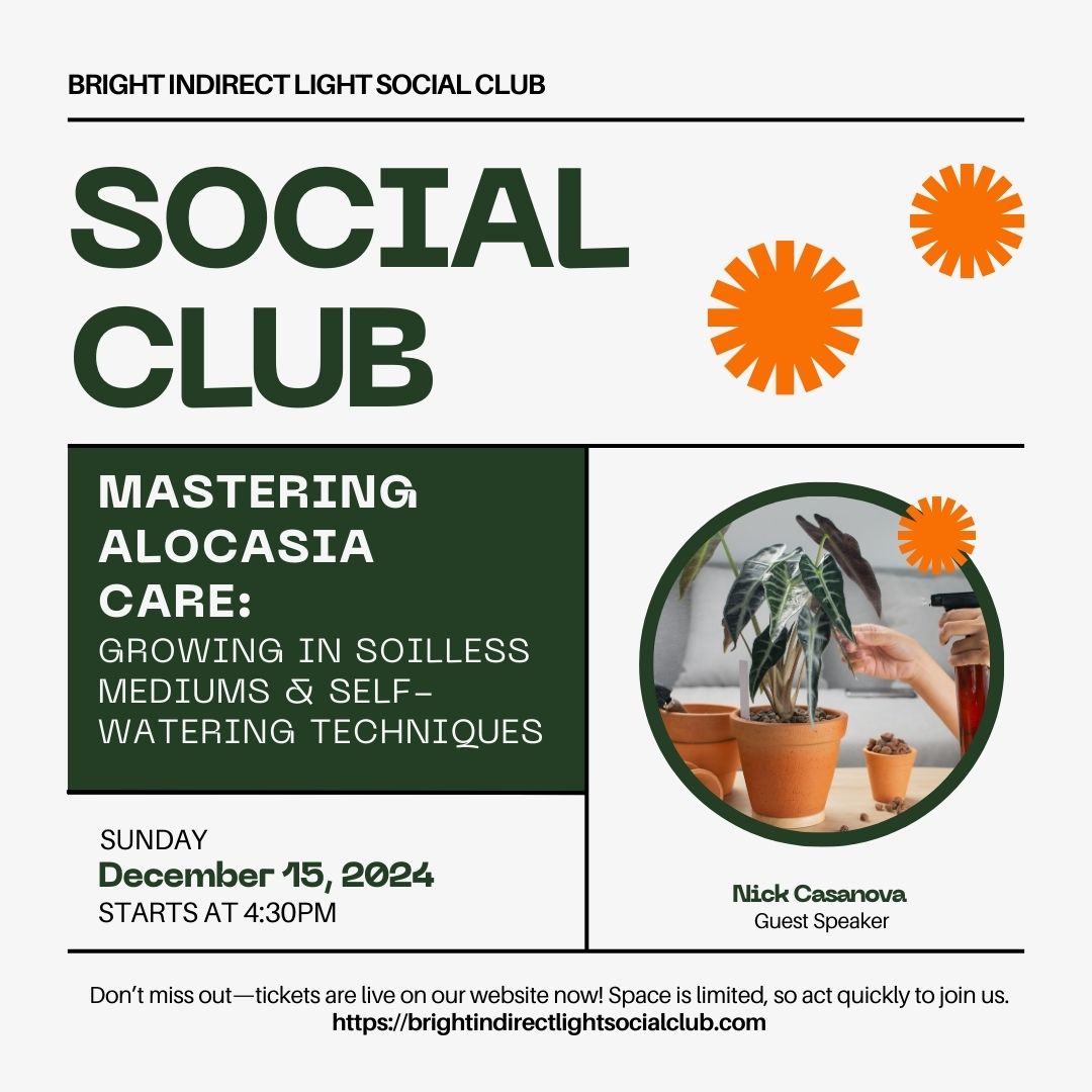 Social Club: Mastering Alocasia Care